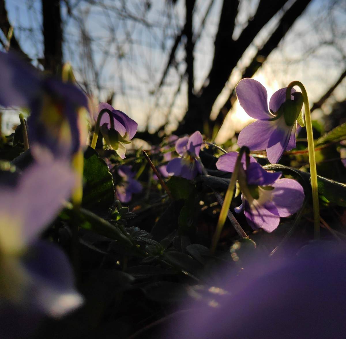 Aux prémices du&nbsp;printemps